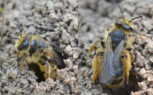Andrena (livens-nigroolivacea)